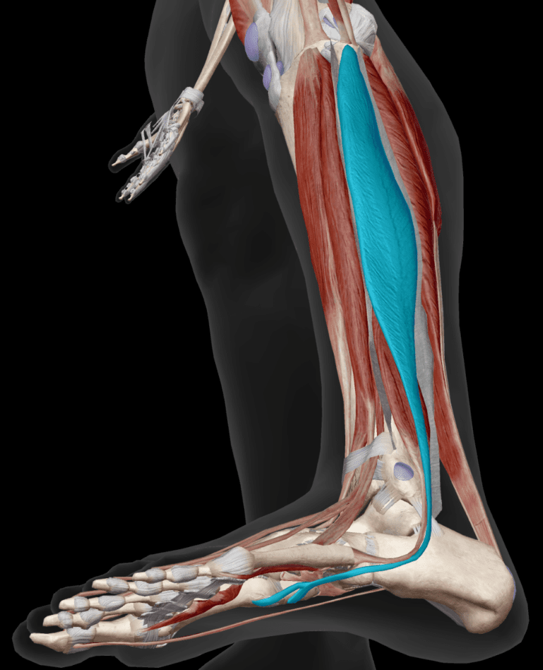 Fibularis Muscles: What They Are and Why They Might Be Causing Your Knee and Hip Pain