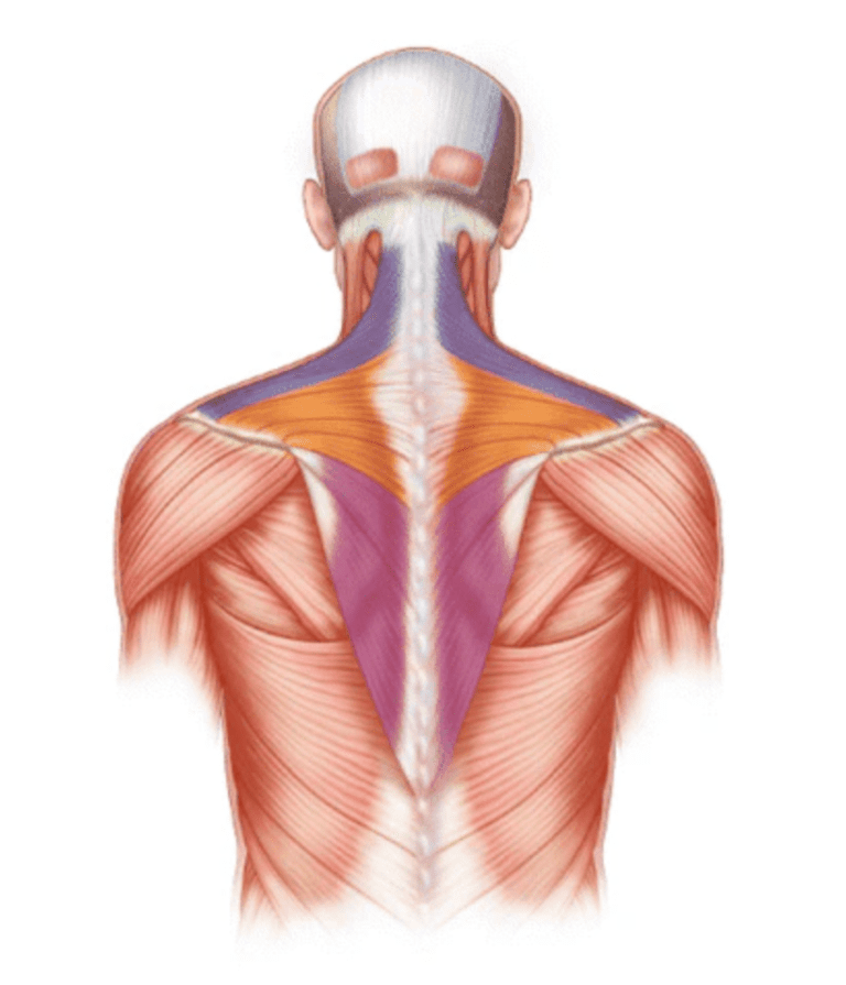Why Lower Trap Weakness May Be Causing Your Shoulder Pain
