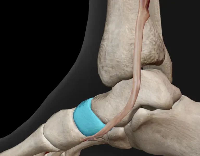 Tibialis Posterior: The Overlooked Muscle That Might Be Causing Your Knee and Hip Pain